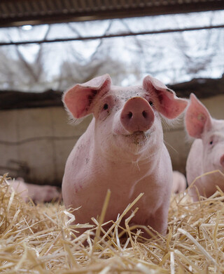 Schweinefleisch-Offenstallhaltung-15