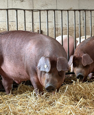 Schweinefleisch-Offenstallhaltung-08