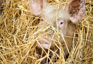 Schwein im Stroh Schwein im Stroh