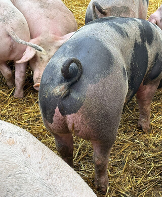 Schweinefleisch-Offenstallhaltung-10