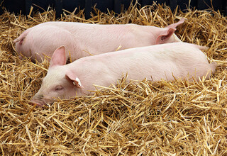 Schweine schlafend Schweine schlafend